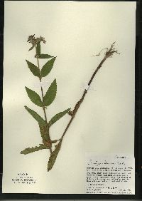 Stachys tenuifolia image