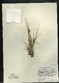 Carex viridula subsp. viridula image