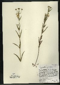 Lysimachia quadriflora image