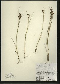 Juncus nodosus image