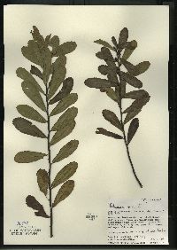 Myrica gale image