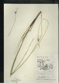 Carex oligosperma image