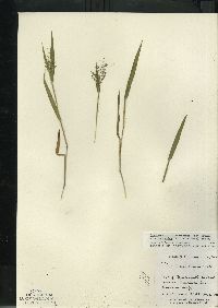 Dichanthelium villosissimum var. praecocius image