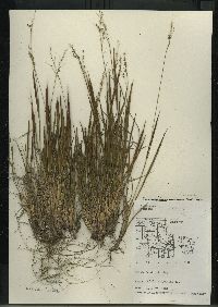 Dichanthelium linearifolium image