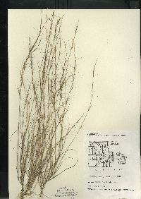 Aristida longespica var. geniculata image