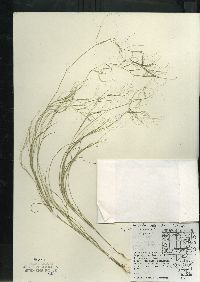 Aristida oligantha image