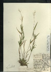 Dichanthelium acuminatum subsp. columbianum image