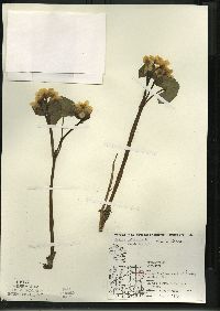 Caltha palustris image