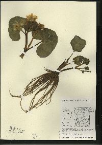 Caltha palustris image