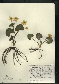 Caltha palustris image