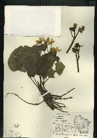 Caltha palustris image