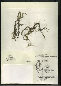 Utricularia intermedia image