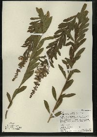 Spiraea alba image