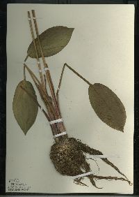 Alisma subcordatum image