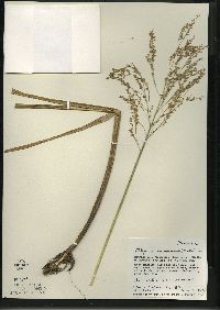 Glyceria canadensis image