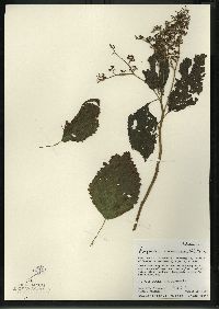 Laportea canadensis image