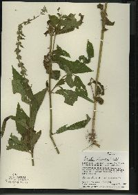 Stachys tenuifolia image