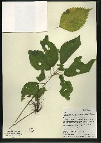 Laportea canadensis image