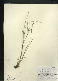 Juncus brevicaudatus image