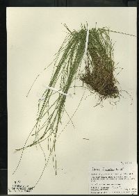 Carex leptalea subsp. leptalea image