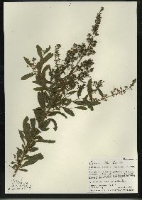 Spiraea alba var. alba image