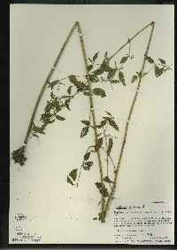 Urtica gracilis image