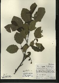 Alnus incana subsp. rugosa image