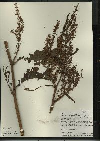 Rumex hydrolapathum image