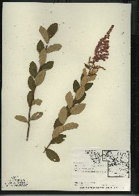 Spiraea tomentosa var. rosea image