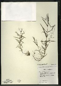 Veronica scutellata image