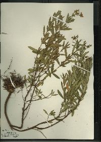 Hypericum kalmianum image