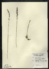 Muhlenbergia glomerata image