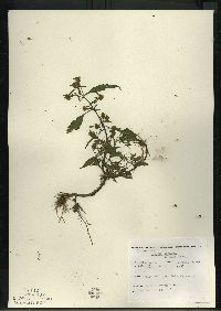 Bidens connata image