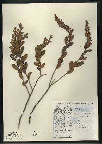 Chamaedaphne calyculata image