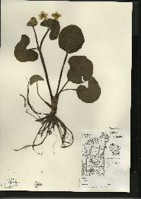 Caltha palustris image