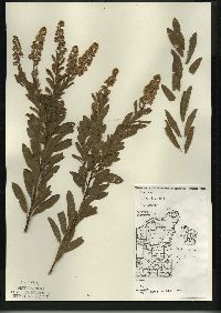 Spiraea alba image