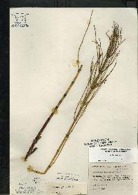 Equisetum fluviatile image