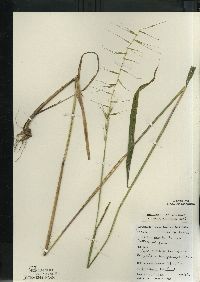 Elymus hystrix image