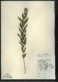 Stachys tenuifolia image