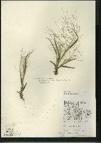Panicum capillare subsp. capillare image
