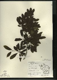 Ilex mucronata image