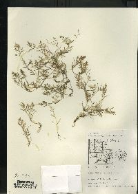 Eragrostis hypnoides image