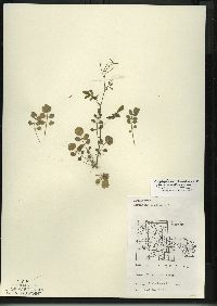 Cardamine pratensis var. palustris image