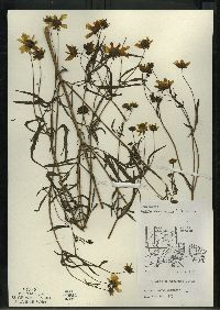 Bidens trichosperma image