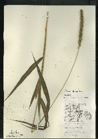 Setaria faberi image