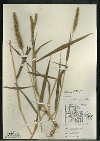 Setaria faberi image