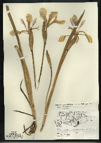 Iris versicolor image