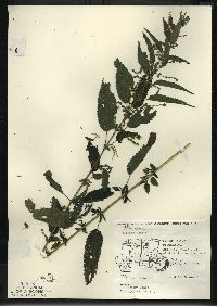 Urtica gracilis image