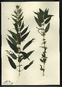 Urtica gracilis image