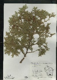 Thuja occidentalis image